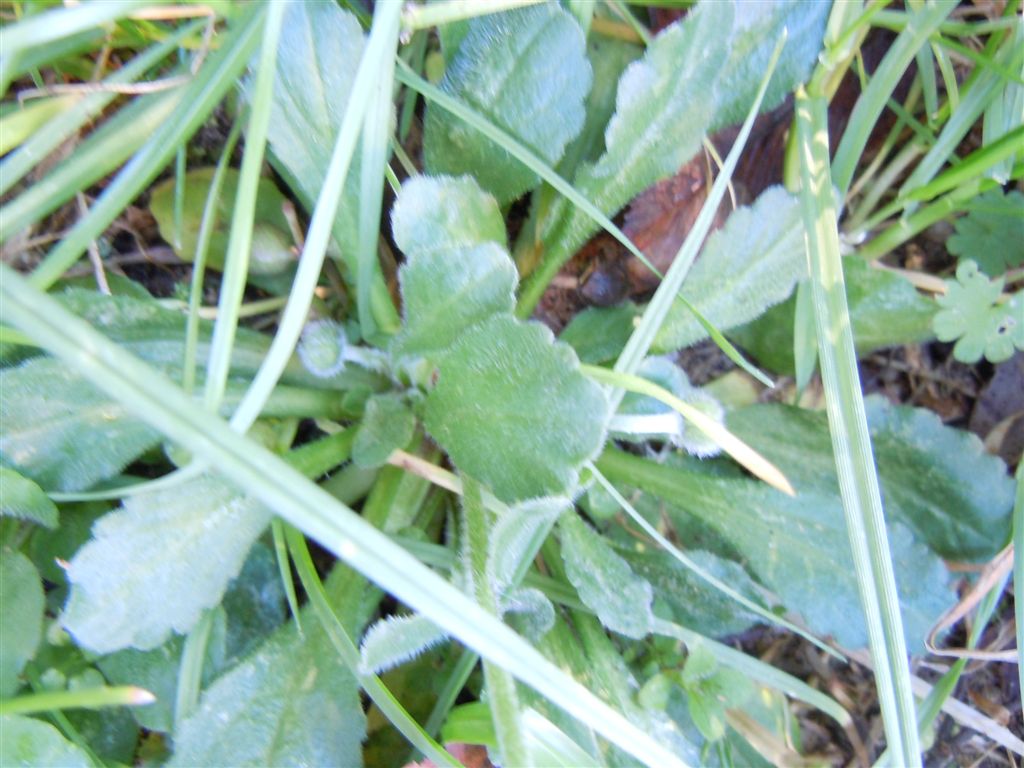 Fiori da Capodimonte - Bellis perennis o B. sylvestris